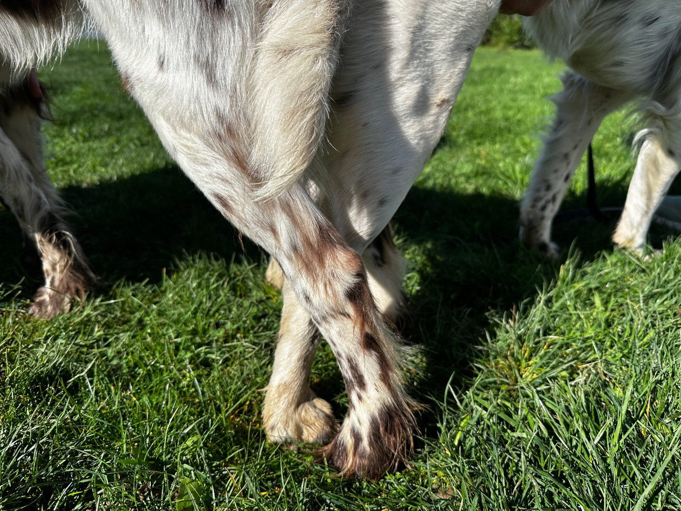Saillie en cours ...