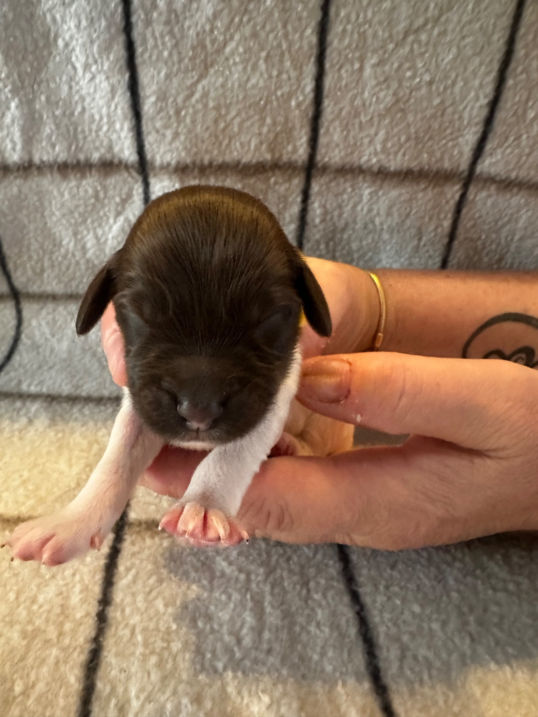 Chan Swy - Chiots disponibles - Petit Epagneul de Münster