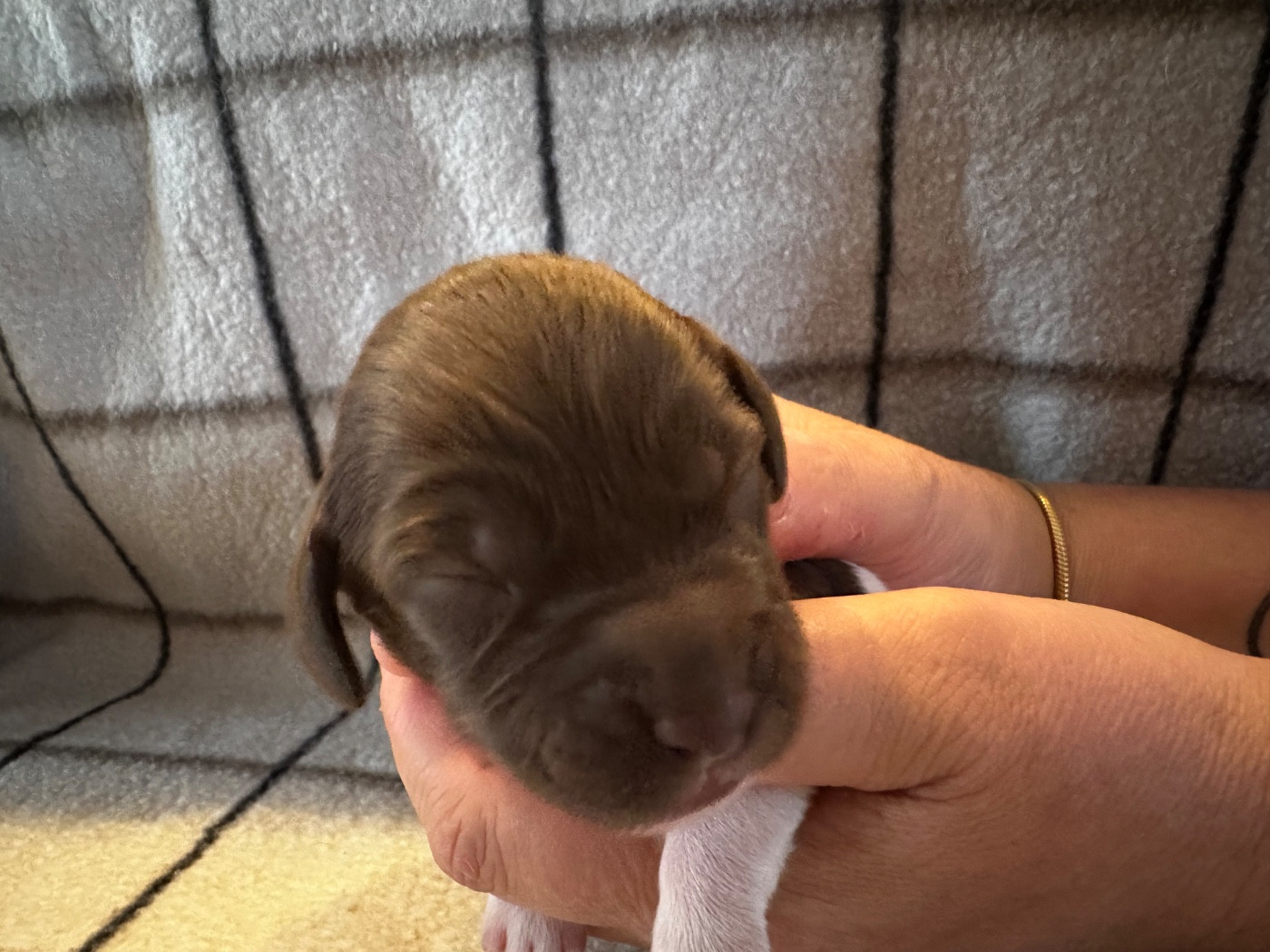 Chan Swy - Chiots disponibles - Petit Epagneul de Münster