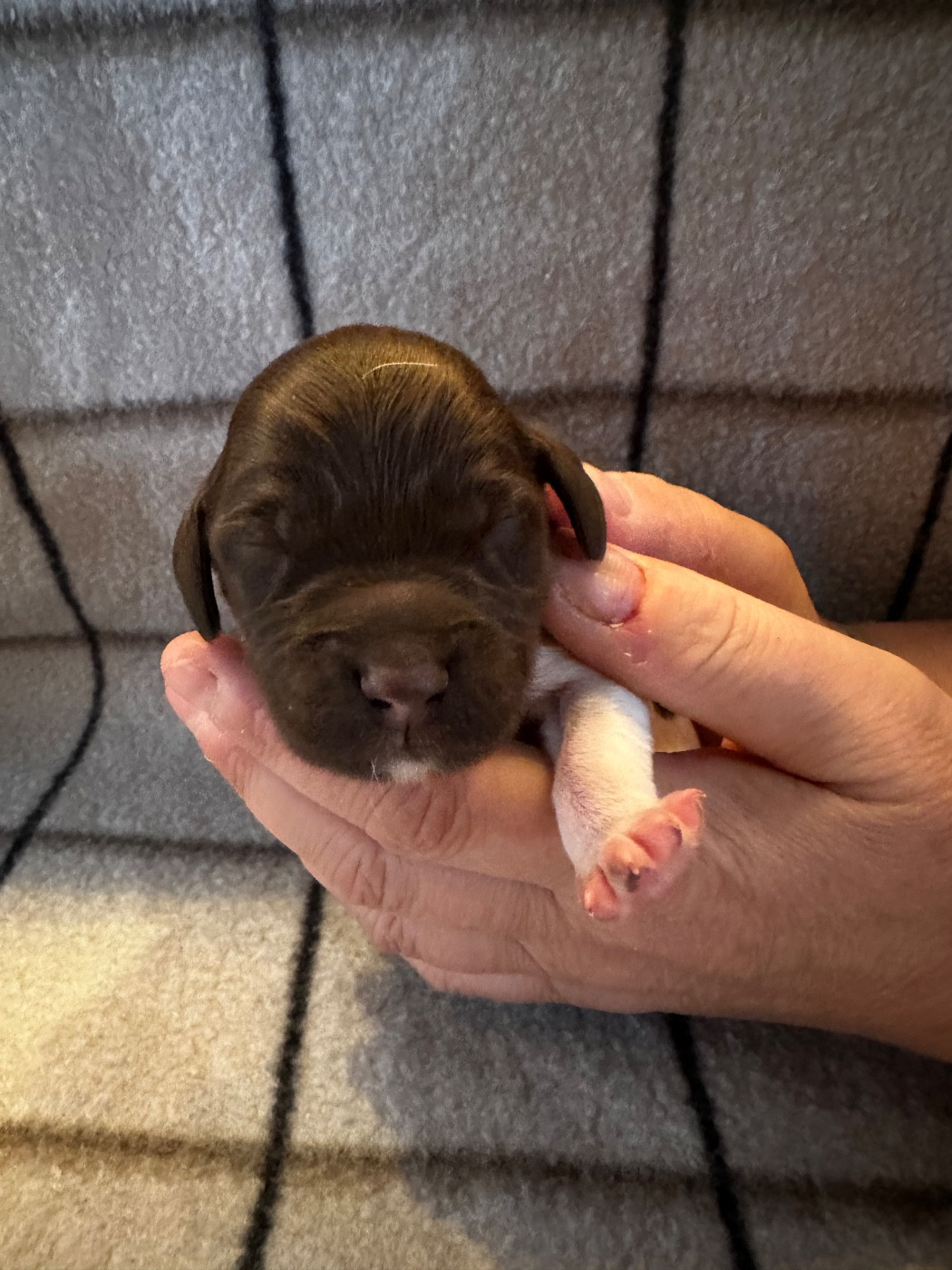 Chan Swy - Chiots disponibles - Petit Epagneul de Münster