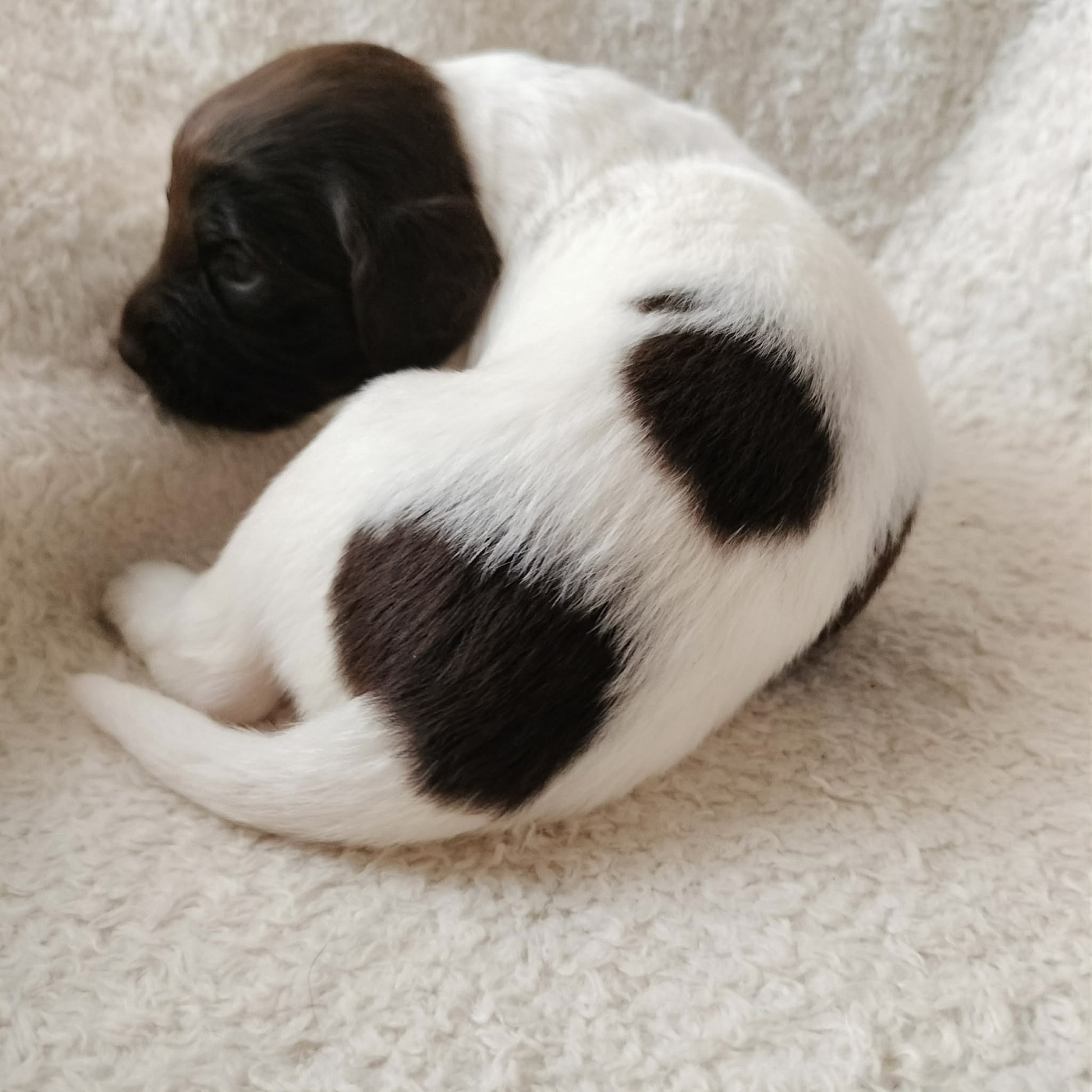 Chan Swy - Chiots disponibles - Petit Epagneul de Münster
