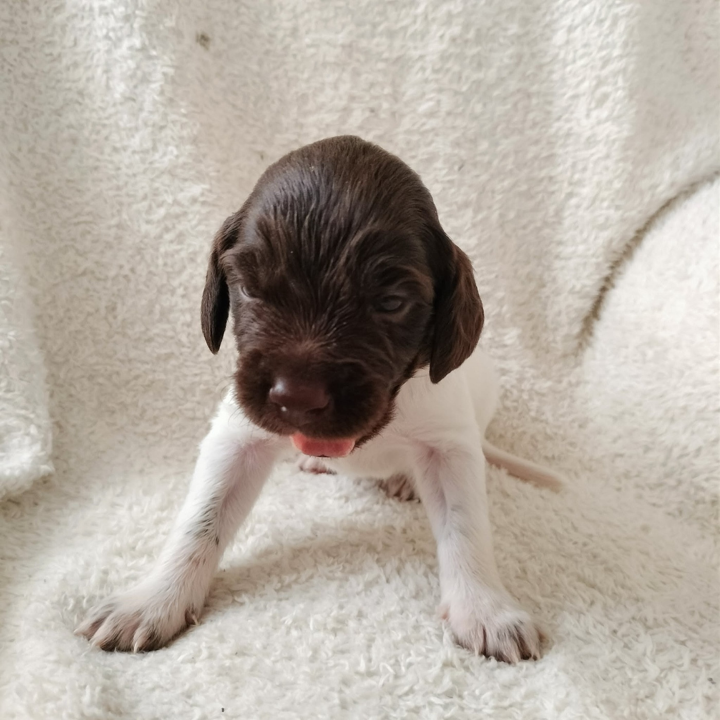 Chan Swy - Chiots disponibles - Petit Epagneul de Münster