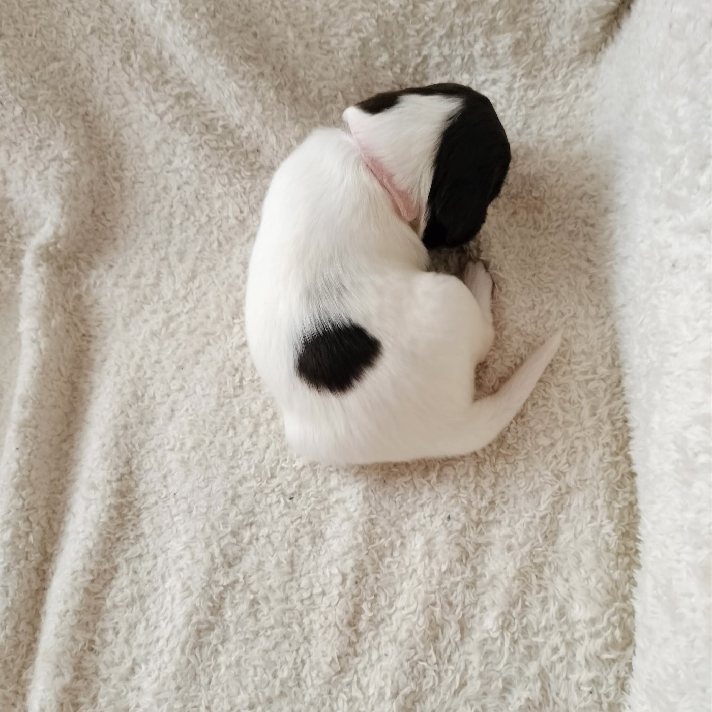 Chan Swy - Chiots disponibles - Petit Epagneul de Münster