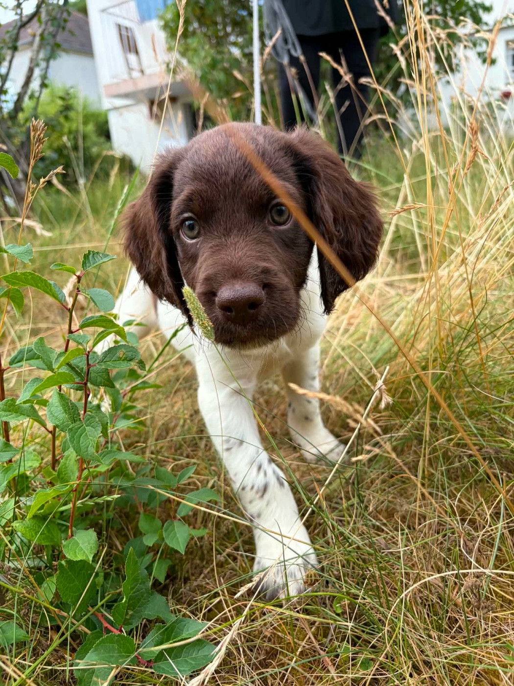 Chan Swy - Chiots disponibles - Petit Epagneul de Münster