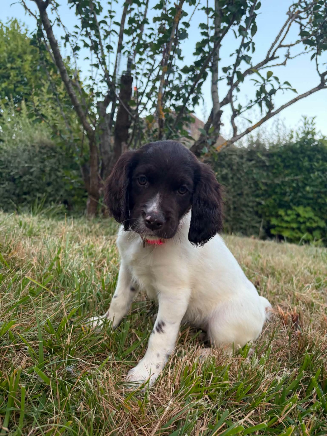 Chan Swy - Chiots disponibles - Petit Epagneul de Münster
